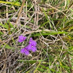 Thysanotus tuberosus subsp. tuberosus at Monga, NSW - 28 Nov 2024