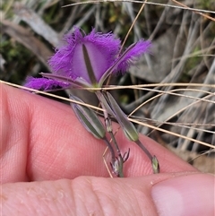 Thysanotus tuberosus subsp. tuberosus at Monga, NSW - 28 Nov 2024