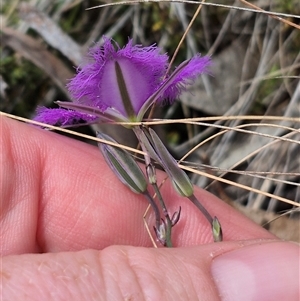 Thysanotus tuberosus subsp. tuberosus at Monga, NSW - 28 Nov 2024