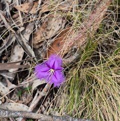 Thysanotus tuberosus subsp. tuberosus at Monga, NSW - 28 Nov 2024