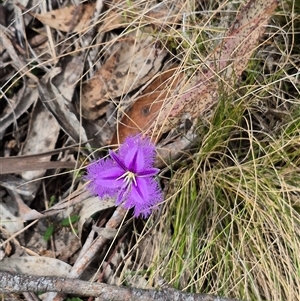 Thysanotus tuberosus subsp. tuberosus at Monga, NSW - 28 Nov 2024