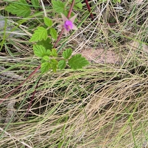 Rubus parvifolius at Monga, NSW - 28 Nov 2024