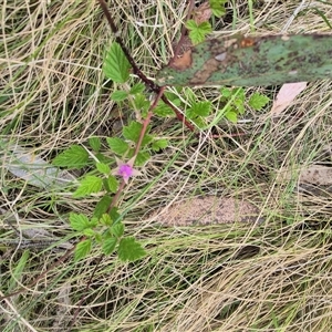 Rubus parvifolius at Monga, NSW - 28 Nov 2024