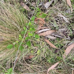 Rubus parvifolius at Monga, NSW - 28 Nov 2024