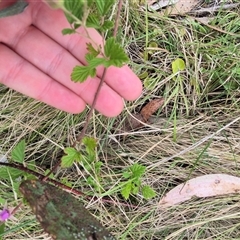 Rubus parvifolius at Monga, NSW - 28 Nov 2024