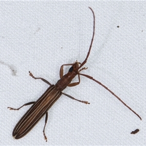 Syllitus grammicus at Melba, ACT - 26 Nov 2024 10:55 PM