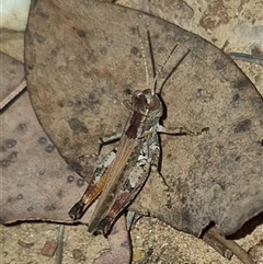 Brachyexarna lobipennis (Stripewinged meadow grasshopper) at Bungendore, NSW - 25 Nov 2024 by clarehoneydove