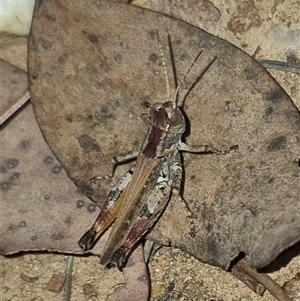 Unidentified Grasshopper (several families) at Bungendore, NSW by clarehoneydove