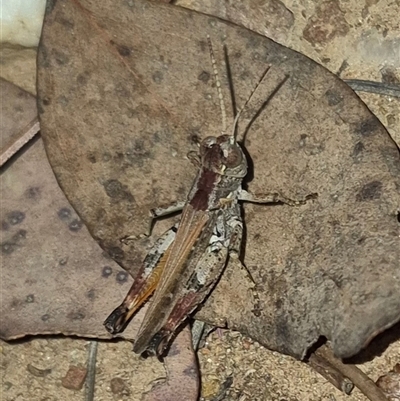 Brachyexarna lobipennis (Stripewinged meadow grasshopper) at Bungendore, NSW - 25 Nov 2024 by clarehoneydove