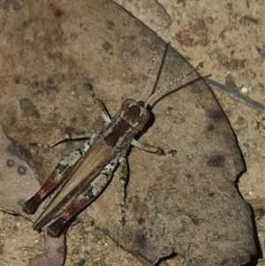 Brachyexarna lobipennis at Bungendore, NSW - suppressed