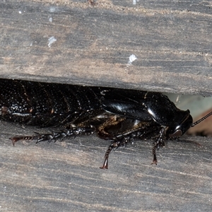 Panesthia australis (Common wood cockroach) at Melba, ACT by kasiaaus