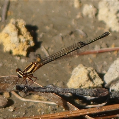 Nososticta solida at Woodlands, NSW - 26 Nov 2024 by Curiosity