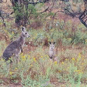 Macropus giganteus (Eastern Grey Kangaroo) at O'Malley, ACT by Mike