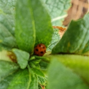 Hippodamia variegata (Spotted Amber Ladybird) at O'Malley, ACT by Mike