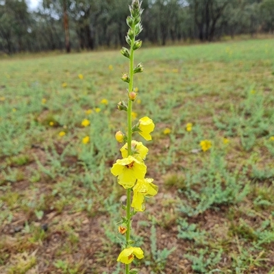 Verbascum virgatum (Green Mullein) at O'Malley, ACT - 30 Nov 2024 by Mike