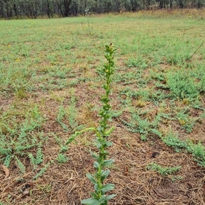 Verbascum virgatum at O'Malley, ACT - 30 Nov 2024 05:36 PM