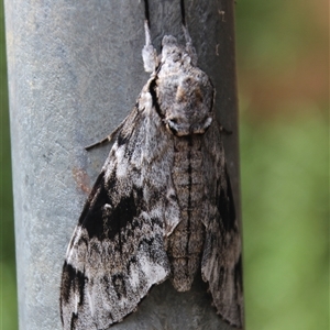 Psilogramma casuarinae at Higgins, ACT - 8 Feb 2021 01:50 PM