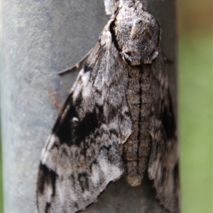 Psilogramma casuarinae at Higgins, ACT - 8 Feb 2021 01:50 PM