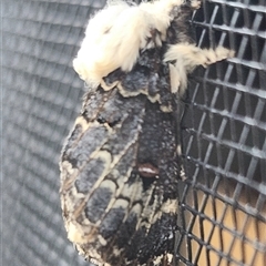 Genduara punctigera (Spotted Clear Winged Snout Moth) at Gundaroo, NSW - 30 Nov 2024 by Gunyijan