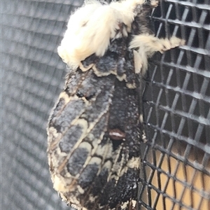 Genduara punctigera (Spotted Clear Winged Snout Moth) at Gundaroo, NSW by Gunyijan