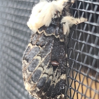 Genduara punctigera (Spotted Clear Winged Snout Moth) at Gundaroo, NSW - 1 Dec 2024 by Gunyijan