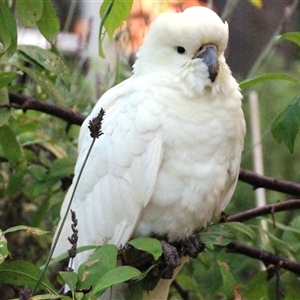 Cacatua galerita at Higgins, ACT - 31 Jan 2023 07:55 PM