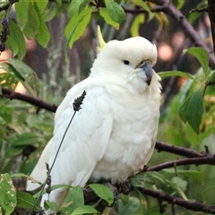 Cacatua galerita at Higgins, ACT - 31 Jan 2023 07:55 PM