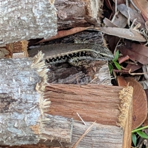 Unidentified Skink at Culburra Beach, NSW by jamattymoo