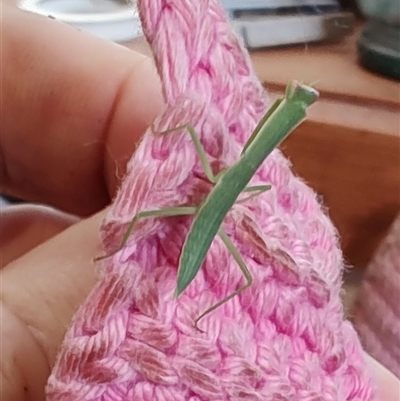 Orthodera ministralis (Green Mantid) at Greenleigh, NSW - 30 Nov 2024 by LyndalT