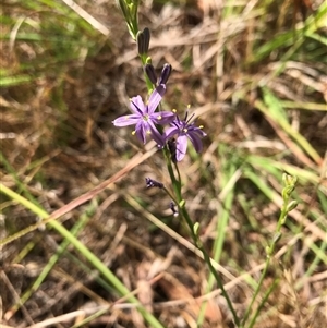 Caesia calliantha at Wamboin, NSW - 28 Nov 2024