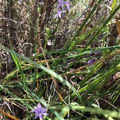 Caesia calliantha at Wamboin, NSW - 28 Nov 2024 03:51 PM