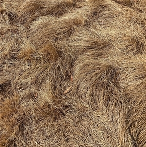 Nassella neesiana (Chilean Needlegrass) at Hackett, ACT by waltraud