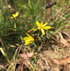 Tricoryne elatior (Yellow Rush Lily) at Wamboin, NSW - 28 Nov 2024 by Devesons