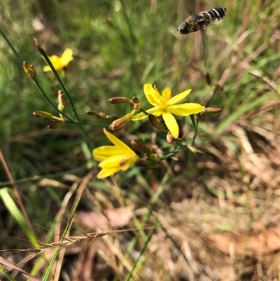 Tricoryne elatior (Yellow Rush Lily) at Wamboin, NSW - 28 Nov 2024 by Devesons