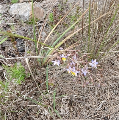 Dianella sp. aff. longifolia (Benambra) (Pale Flax Lily, Blue Flax Lily) at Cooma, NSW - 1 Dec 2024 by mahargiani