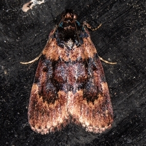 Araeopaschia undescribed spANIC19 (A Pyralid moth) at Melba, ACT by kasiaaus