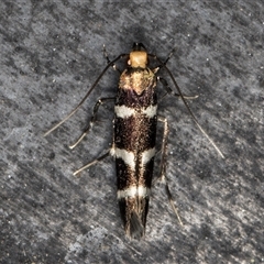Limnaecia camptosema (A Cosmet moth (Cosmopteriginae) at Melba, ACT - 26 Nov 2024 by kasiaaus