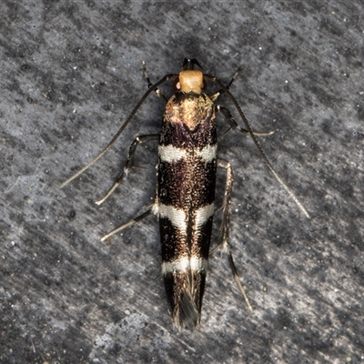 Limnaecia camptosema (A Cosmet moth (Cosmopteriginae) at Melba, ACT - 26 Nov 2024 by kasiaaus