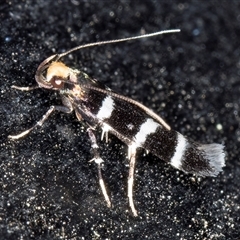 Limnaecia camptosema at Melba, ACT - 26 Nov 2024 11:06 PM