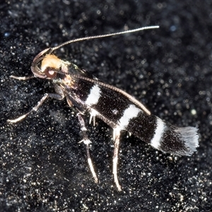 Limnaecia camptosema at Melba, ACT - 26 Nov 2024 11:06 PM