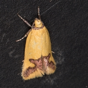 Unidentified Concealer moth (Oecophoridae) at Melba, ACT by kasiaaus