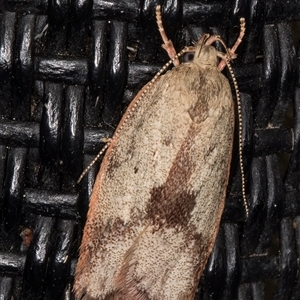 Garrha phoenopis (Garrha phoenopis) at Melba, ACT by kasiaaus