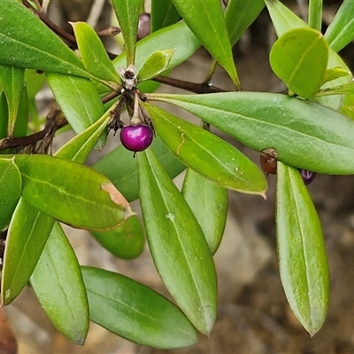 Myoporum boninense subsp. australe (Boobialla) at Sunshine Bay, NSW - 1 Dec 2024 by trevorpreston