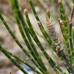 Casuarina glauca (Swamp She-oak) at Sunshine Bay, NSW - 1 Dec 2024 by trevorpreston