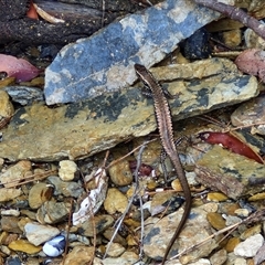 Eulamprus heatwolei at Sunshine Bay, NSW - 1 Dec 2024 by trevorpreston