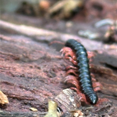 Paradoxosomatidae sp. (family) at Kangaroo Valley, NSW - 30 Nov 2024 by lbradley