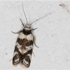 Isomoralla gephyrota (A Concealer moth) at Melba, ACT - 26 Nov 2024 by kasiaaus