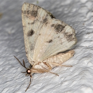 Aeolochroma metarhodata at Melba, ACT - 26 Nov 2024 11:35 PM