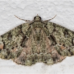 Aeolochroma metarhodata at Melba, ACT - 26 Nov 2024 11:35 PM