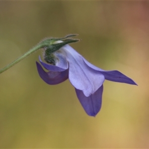 Wahlenbergia stricta subsp. stricta at Watson, ACT - 9 Nov 2014 09:14 AM